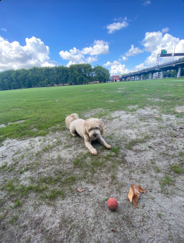 Fred the dog