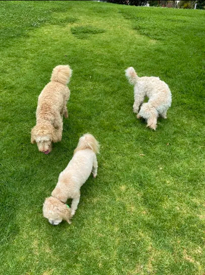 Dogs on grass