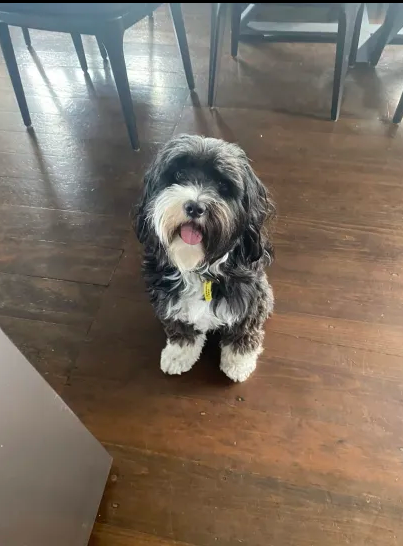 Dog sitting