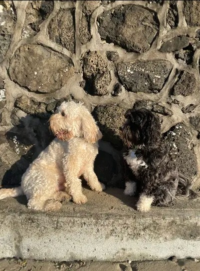 Two dogs